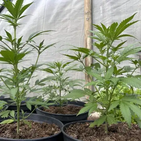 Guava Auto run