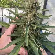 Divine Seeds Auto