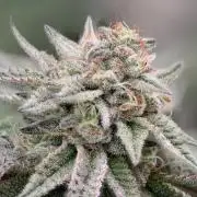 Natural Highs Clones