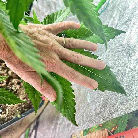 Super Sativa Club/Dutch Passion