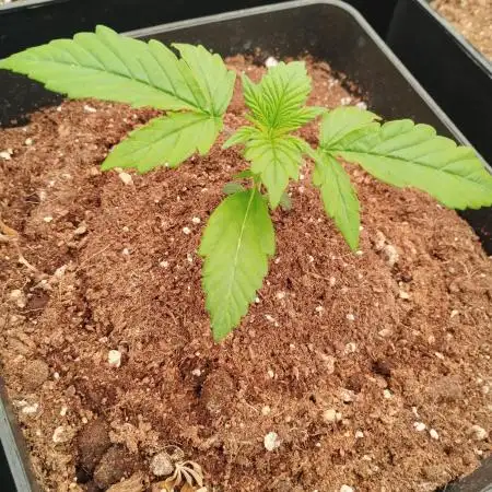 Auto Blueberry 1