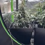 Auto Big Demon 3