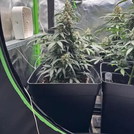 Auto Big Demon 3