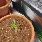 Auto Northern Light 3