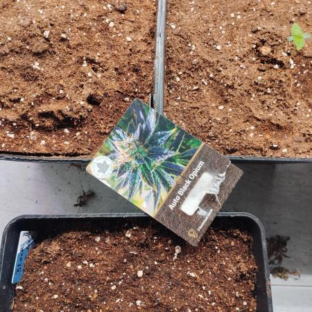 Auto Black Opium 3