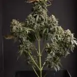 Auto Big Demon 1