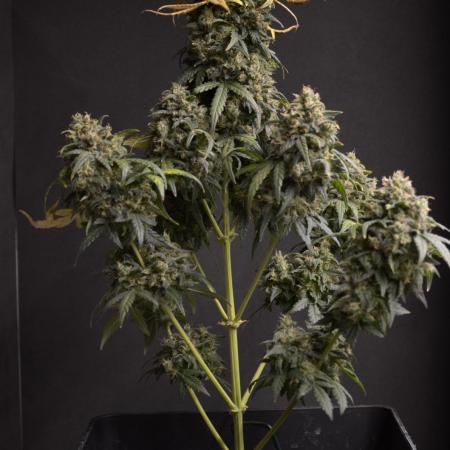 Auto Big Demon 1