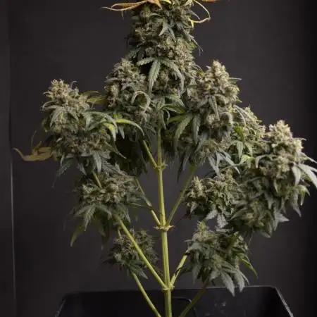 Auto Big Demon 1