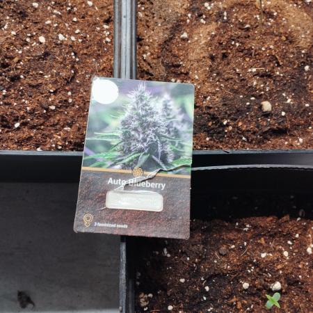 Auto Blueberry 1