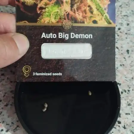 Auto Big Demon 6