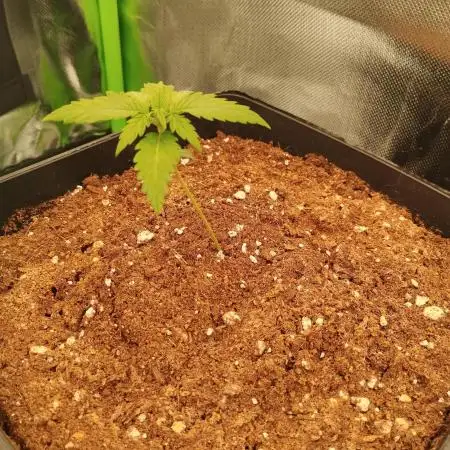 Auto Black Opium 1