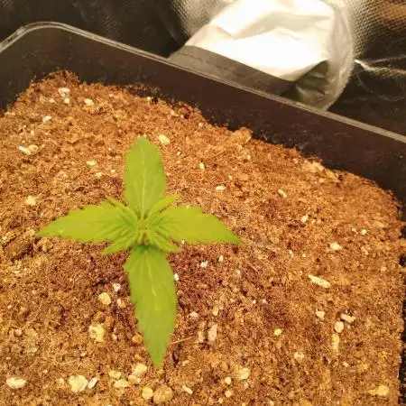 Auto Black Opium 3