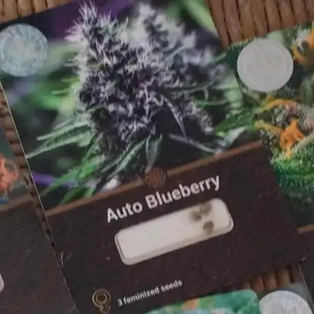Auto Blueberry 1