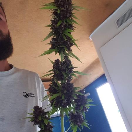 SKYWALKER OG AUTO