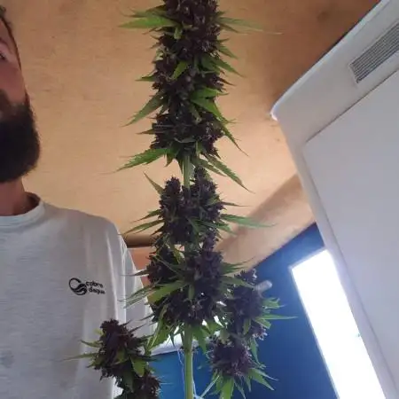 SKYWALKER OG AUTO