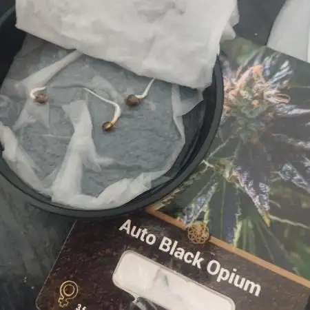Auto Black Opium 3