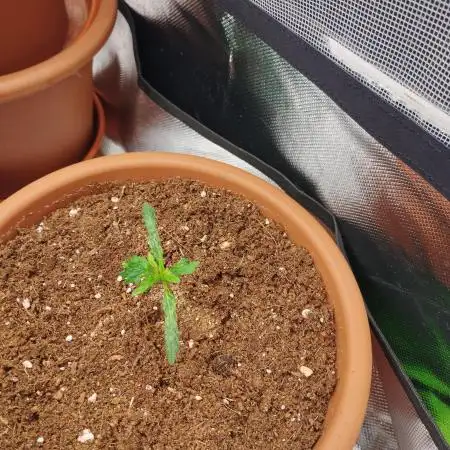 Auto Northern Light 2