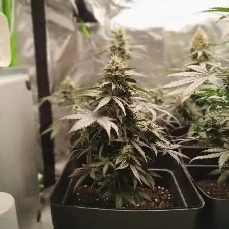 Auto Big Demon 3