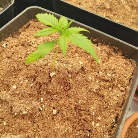Auto Blueberry 2