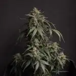 Auto Big Demon 3