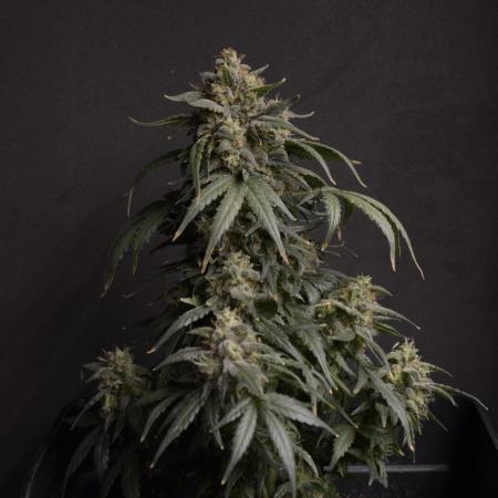 Auto Big Demon 3