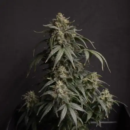 Auto Big Demon 3