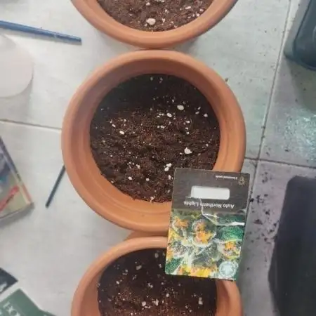 Auto Northern Light 3