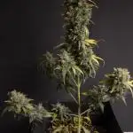 Auto Big Demon 2