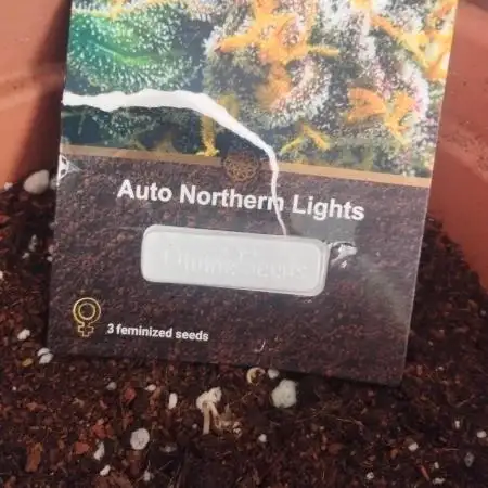 Auto Northern Light 2