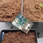 Auto Black Opium 2