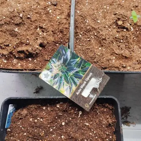 Auto Black Opium 2