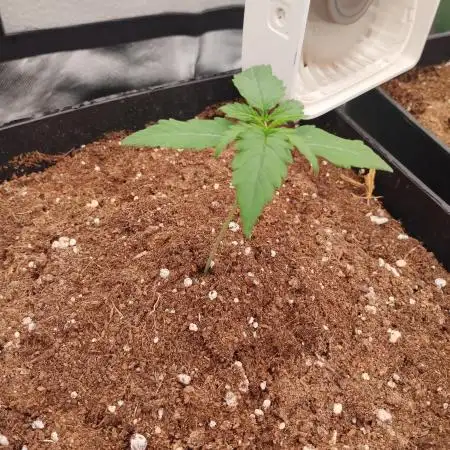 Auto Black Opium 2