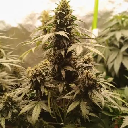Auto Big Demon 1