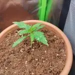 Auto Northern Light 1