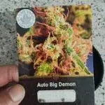 Auto Big Demon 4