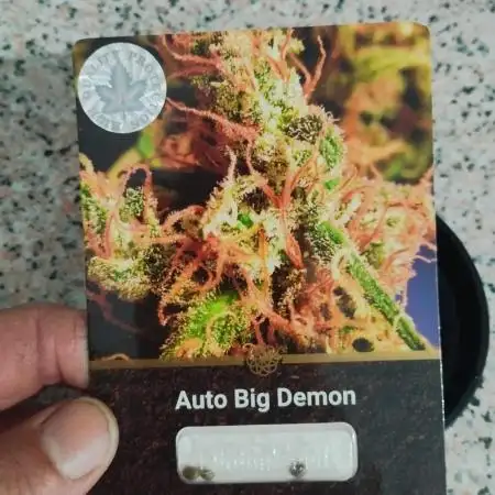 Auto Big Demon 4