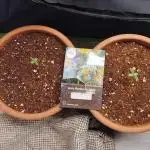 Auto Northern Light 2