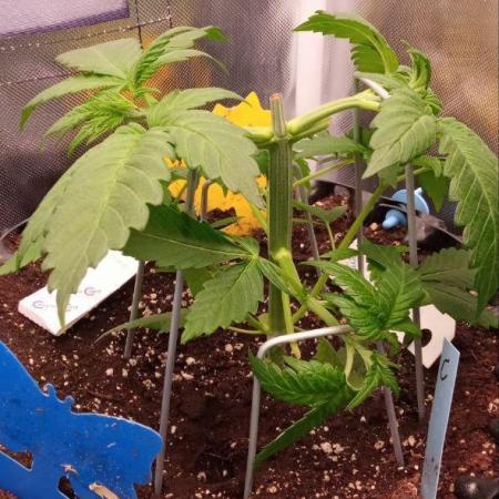 Selektion of a Critical Mama