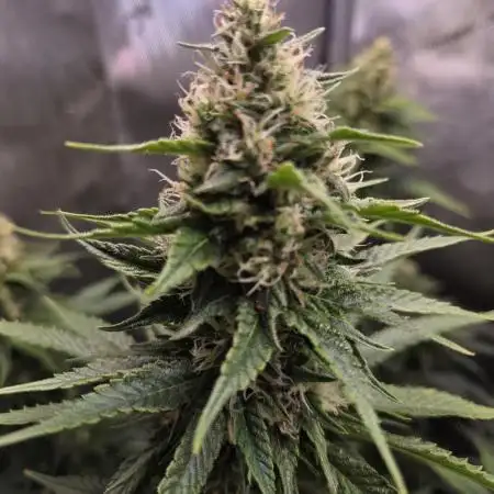 Sour Strawberry 🍓🍓🍓