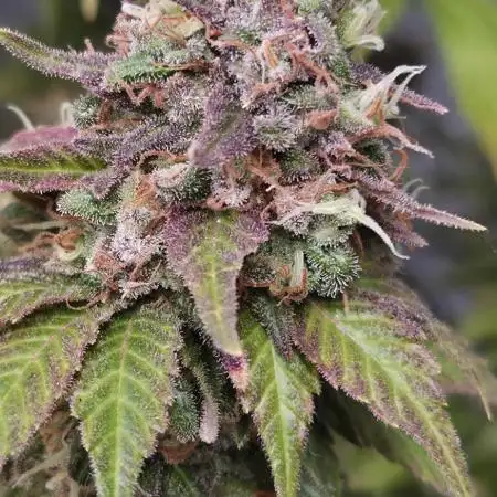 Sour Strawberry 🍓🍓🍓