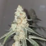 SSSC Photo Contest - Fast Version A 🚀