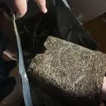 Blue Dream from Barney's Farm