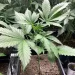 Cream Caramel Auto Sweet Seeds