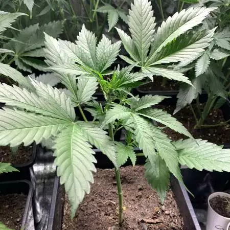 Cream Caramel Auto Sweet Seeds