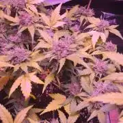 sweet seeds