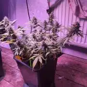 sweet seeds