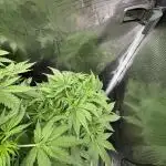 Gorilla Cookies Auto 🥥🥥