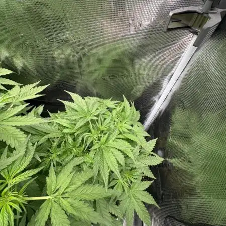 Gorilla Cookies Auto 🥥🥥