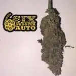 Six shoot Auto 🥥🥥
