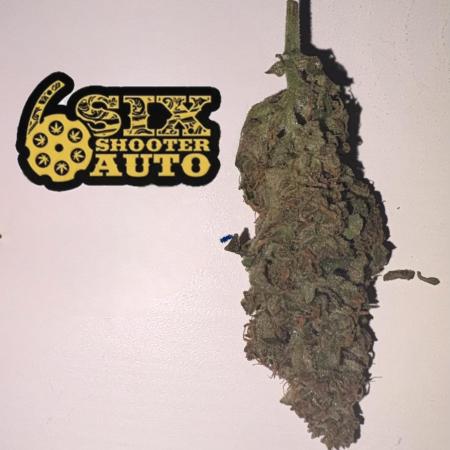 Six shoot Auto 🥥🥥